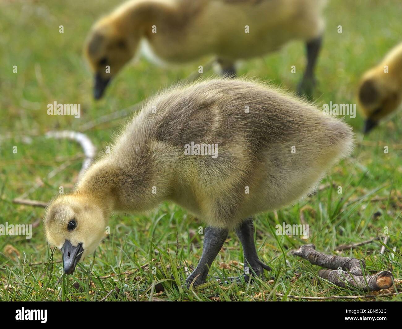 Les pergoleurs de printemps se sentent dans l'herbe Banque D'Images