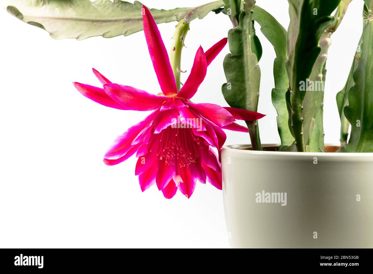 Epiphyllum avec fleur rose en pot Banque D'Images