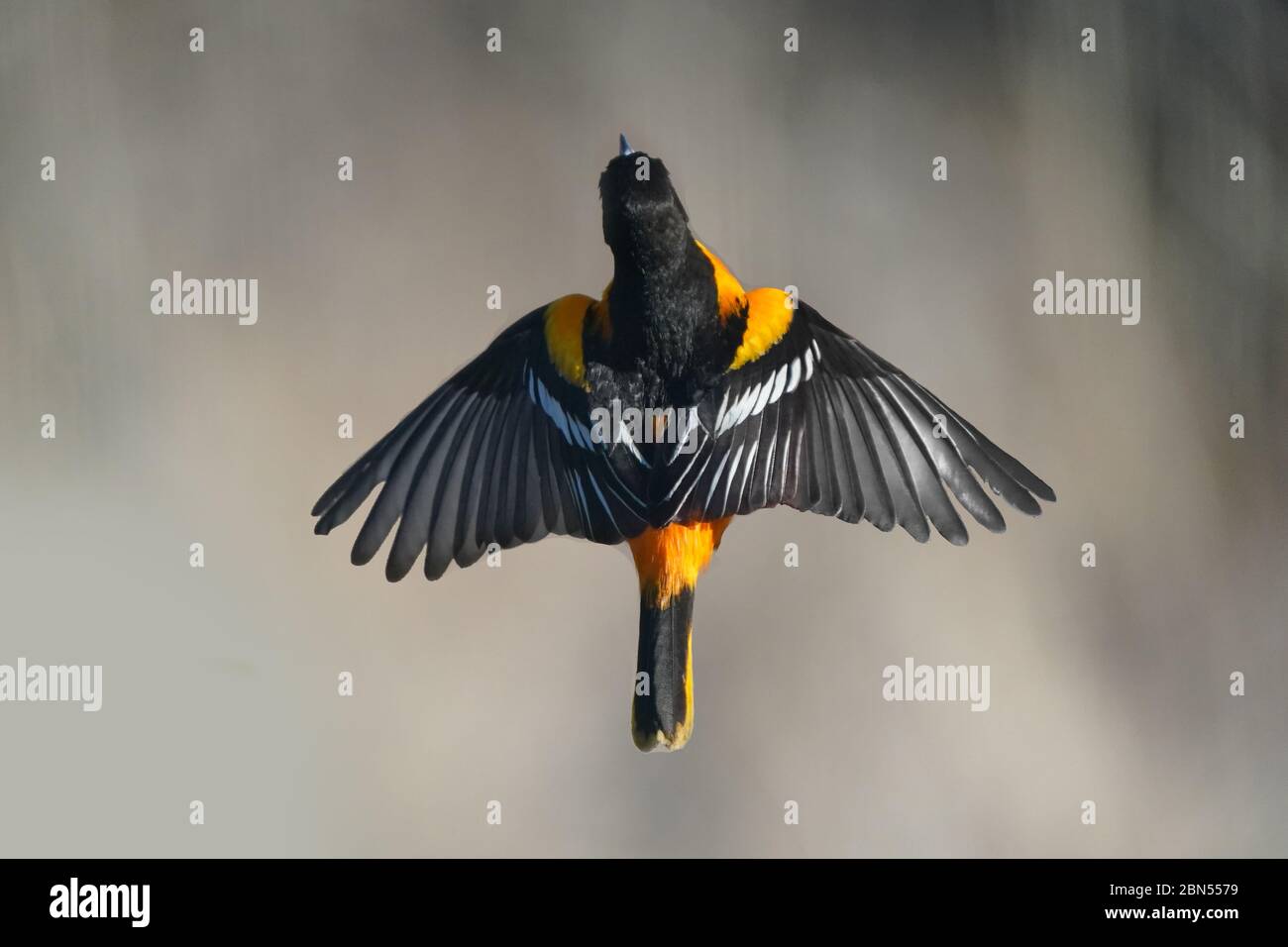 Baltimore Oriole Malé en vol Banque D'Images