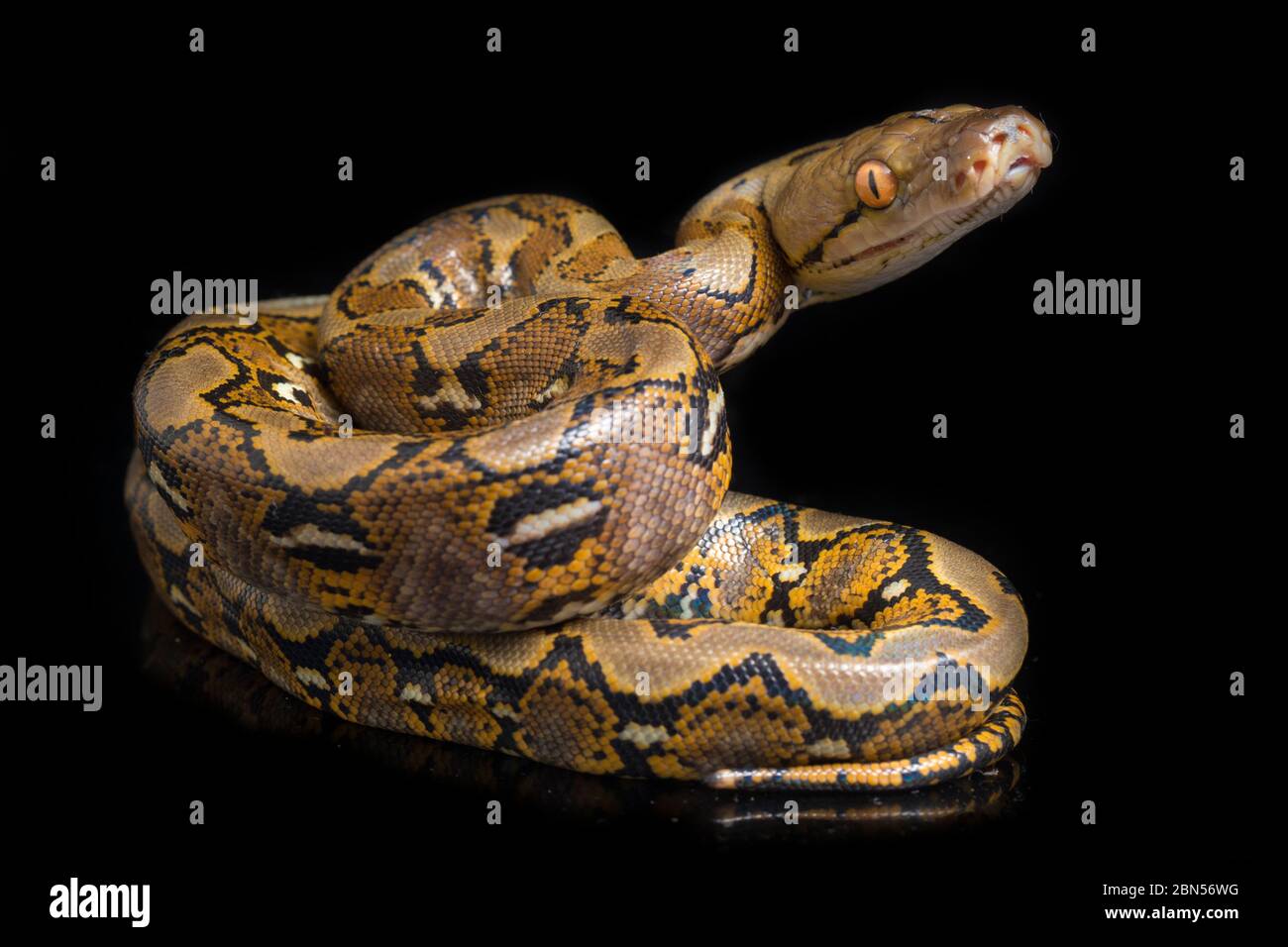 Juvenile reticulated python Banque de photographies et d’images à haute ...