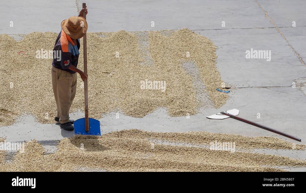 L'homme sèche des grains de café frais au Guatemala. Banque D'Images