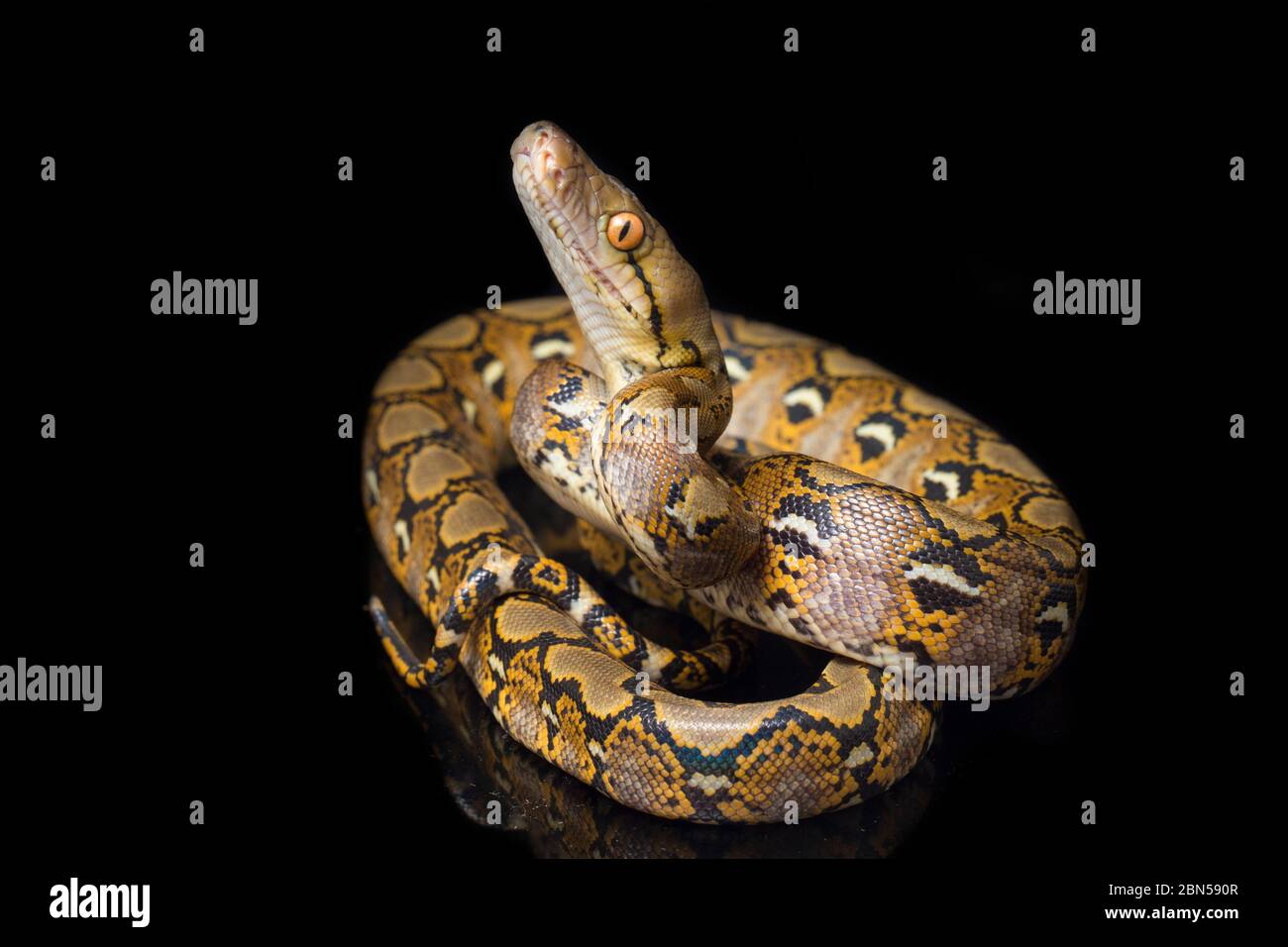 Python réticulé (Python reticulatus) isolé sur fond noir Photo Stock ...