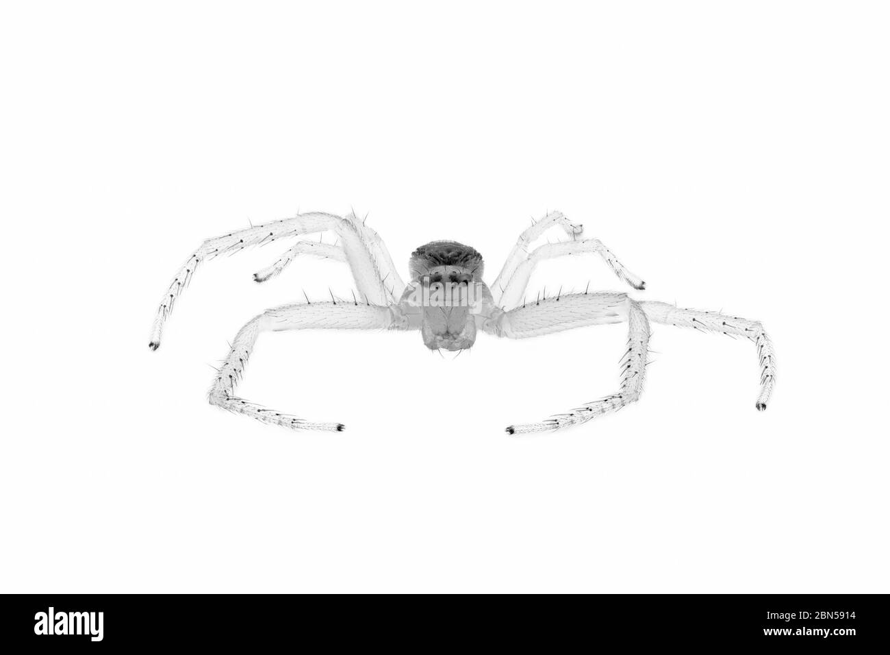Une petite araignée de crabe vert, Diaea dorsata, vue dans un jardin à Surrey, au sud-est de l'Angleterre, au printemps: Vue antérieure, coupée, monochrome Banque D'Images