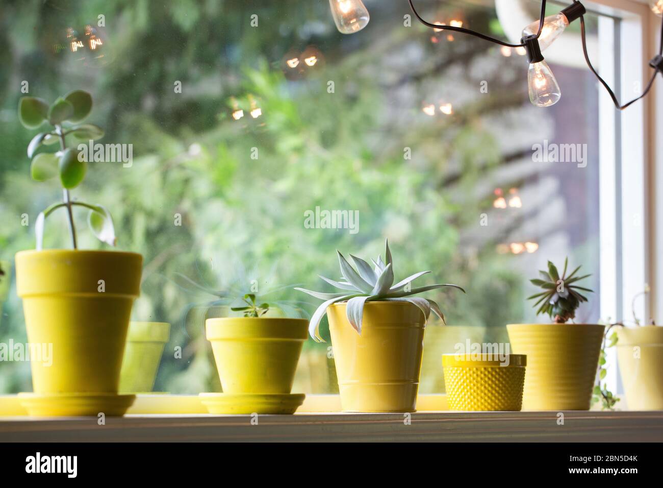 Succulentes plantes de maison dans des pots jaunes dans une rangée dans une fenêtre. Banque D'Images