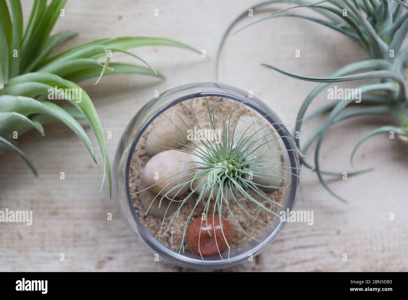 Plantes de Tillaandsia, une dans un récipient en verre. Banque D'Images