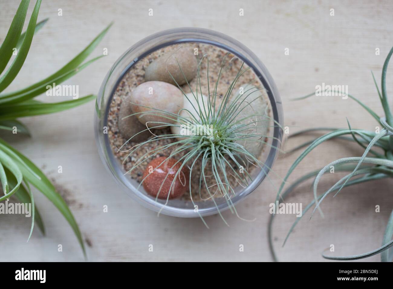 Plantes de Tillaandsia, une dans un récipient en verre. Banque D'Images