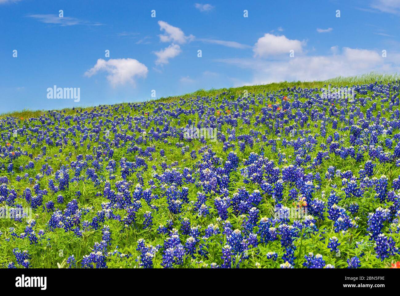 Les bleuets du Texas et les fleurs sauvages fleurissent dans la prairie au printemps. Ciel bleu et nuages blancs. Banque D'Images