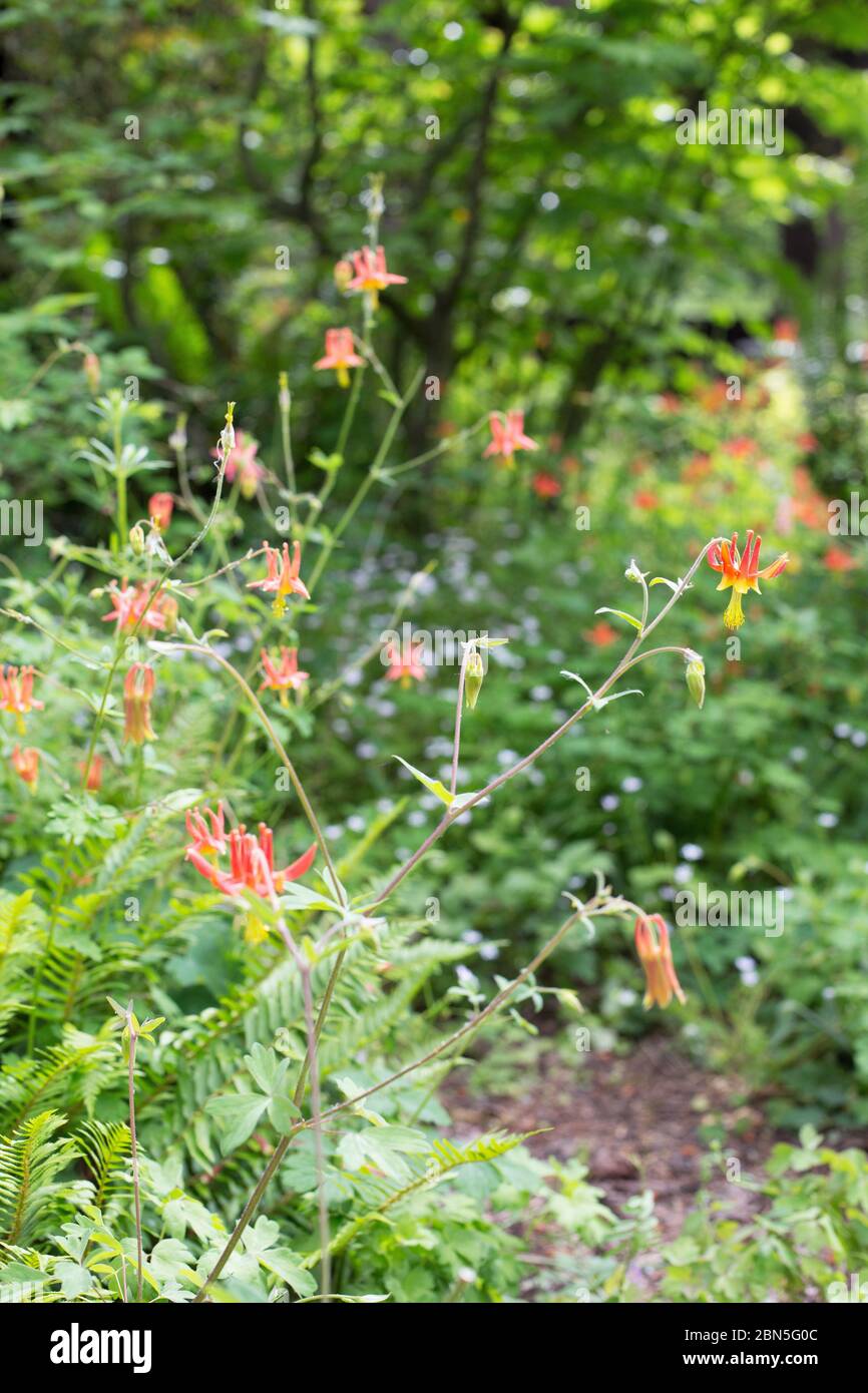 Aquilegia formosa - Colombie-Ouest. Banque D'Images