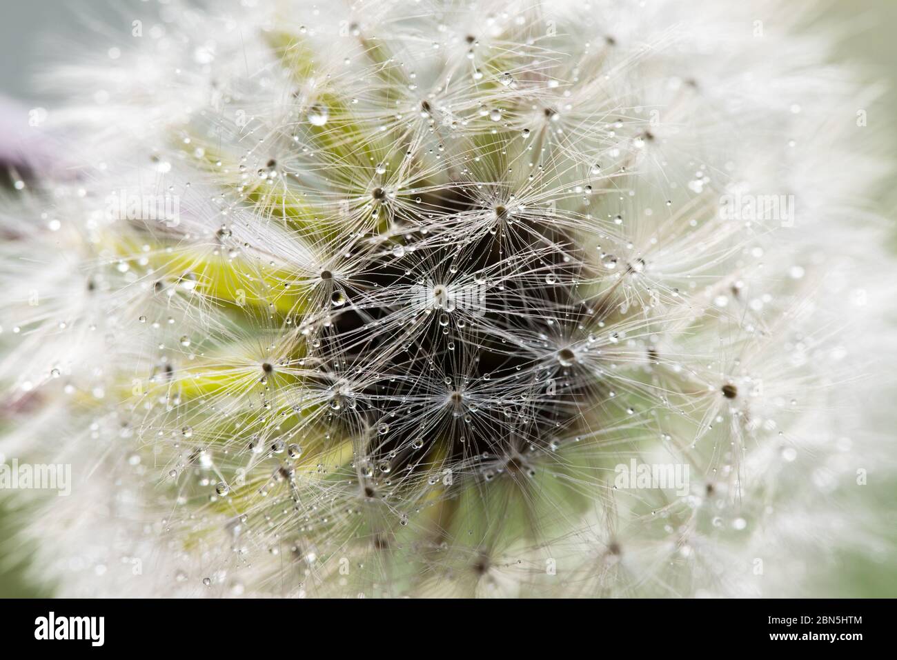 Le pissenlit est passé à la graine avec le Dew Banque D'Images