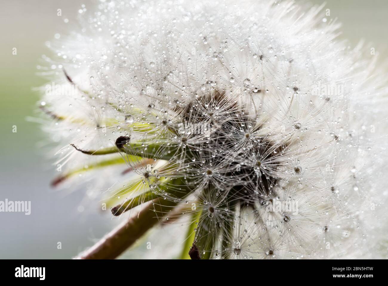 Le pissenlit est passé à la graine avec le Dew Banque D'Images