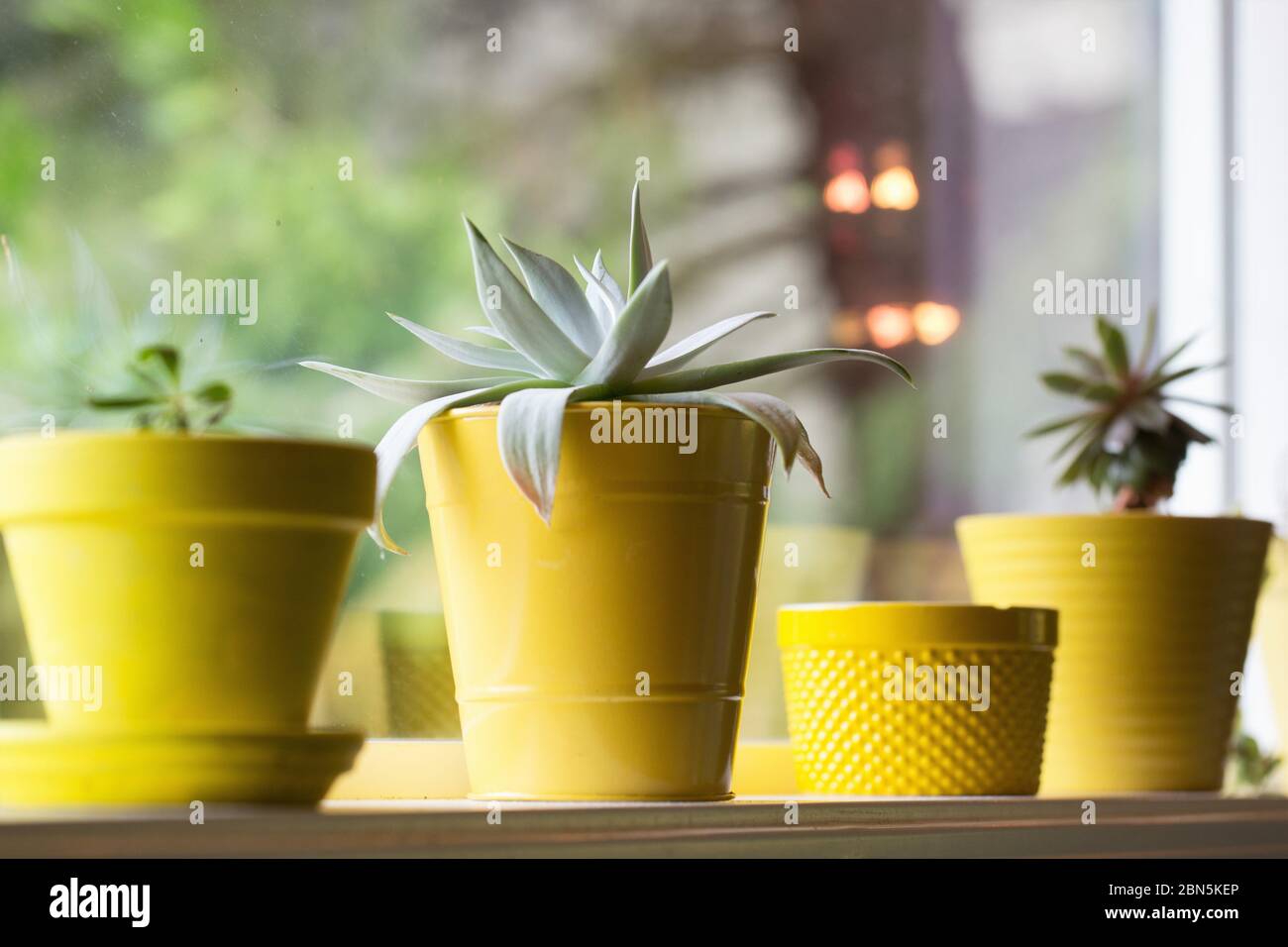 Une rangée de plantes dans des pots jaunes dans une fenêtre. Banque D'Images