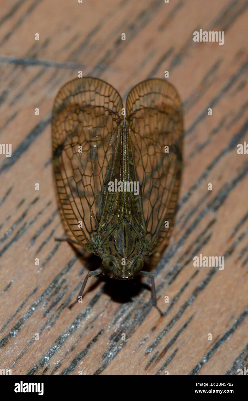 Planthopper, famille Nogodinidae, sur bois, Klungkung, Bali,Indonésie Banque D'Images