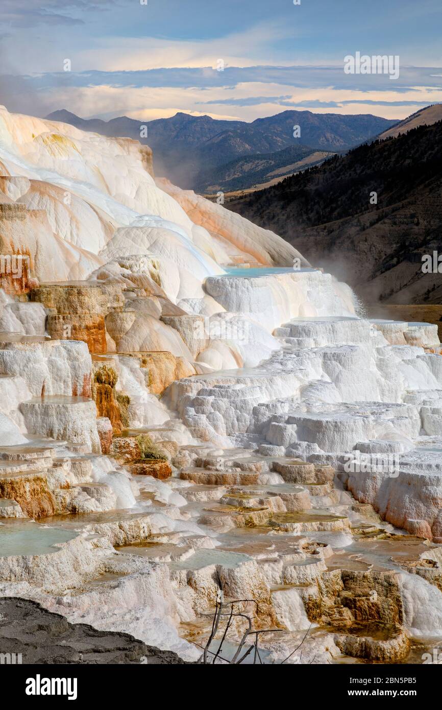 WY04268-00...WYOMING - sources hautes en couleur canari sur les terrasses des sources thermales Mammoth dans le parc national de Yellowstone. Banque D'Images