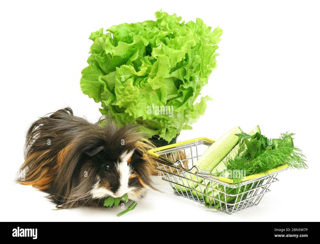 Un cochon d'inde shaggy drôle mange dans un panier rempli de légumes verts achetés sur un fond blanc. Animaux, soins, nourriture, achat d'animaux Banque D'Images