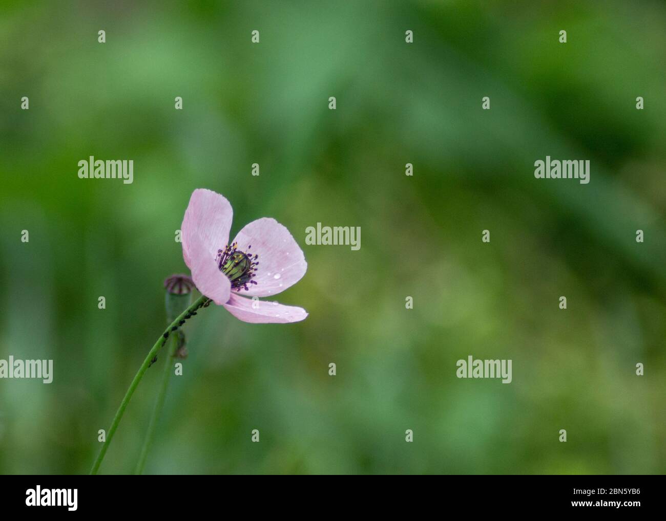 Fleur de pavot rose, papaver dubium, fond d'herbe verte, nature à l'extérieur, prairie avec fleurs sauvages gros plan Banque D'Images