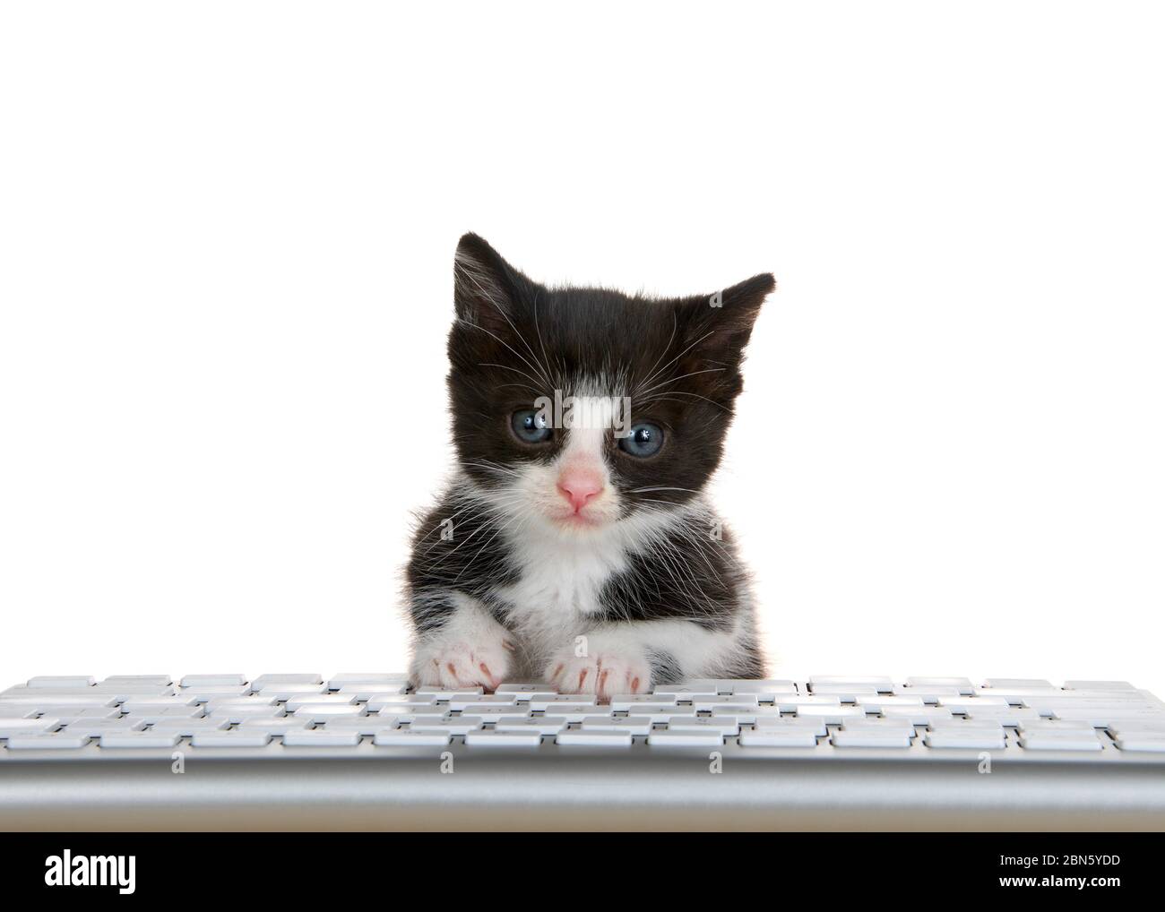 adorable petit tuxedo noir et blanc peaking sur un clavier d'ordinateur  isolé sur fond blanc, regardant directement le spectateur avec exp curieux  Photo Stock - Alamy