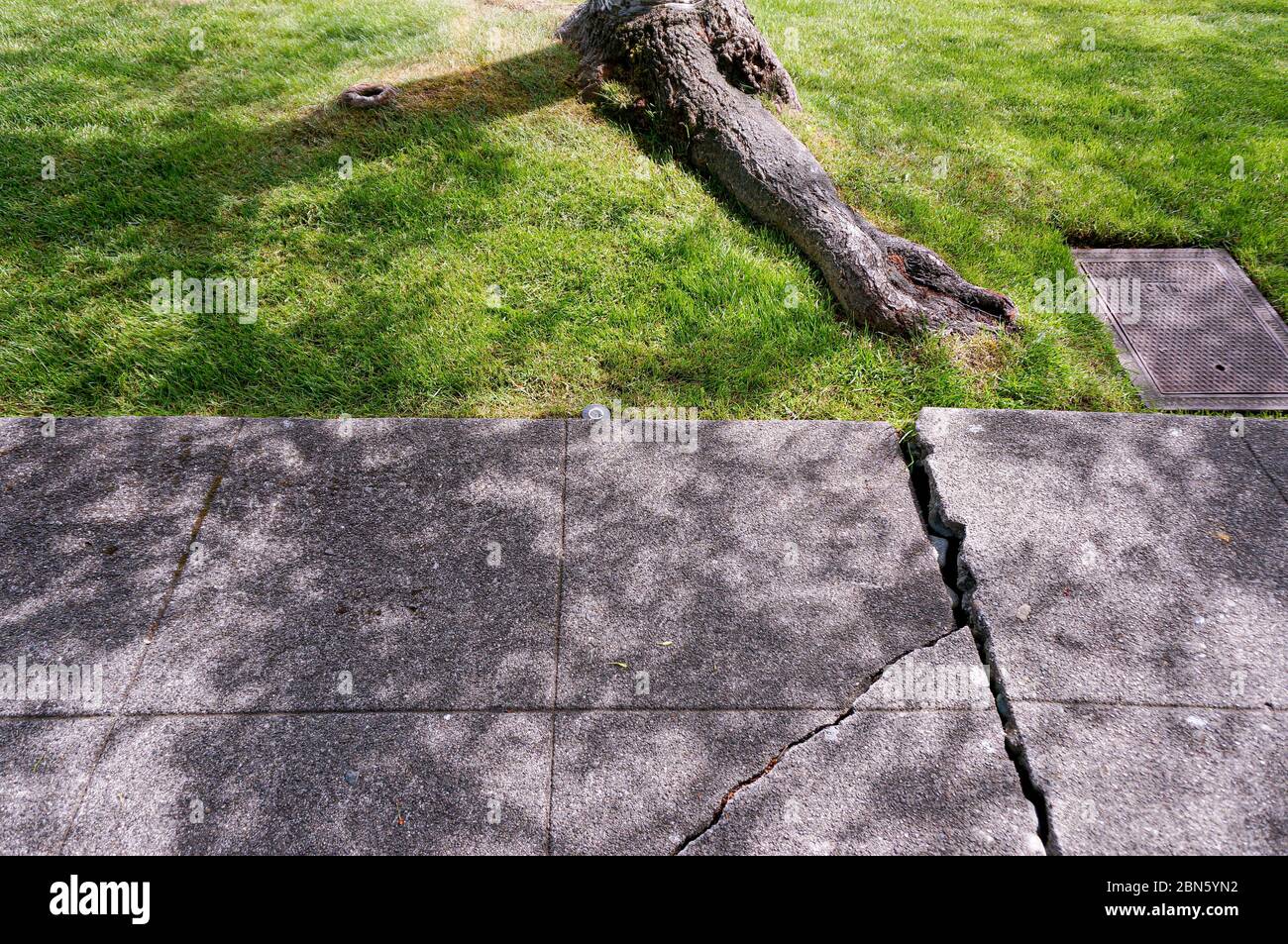 La croissance des racines des arbres cause des trottoirs de béton cassés, Seattle, Washington Banque D'Images
