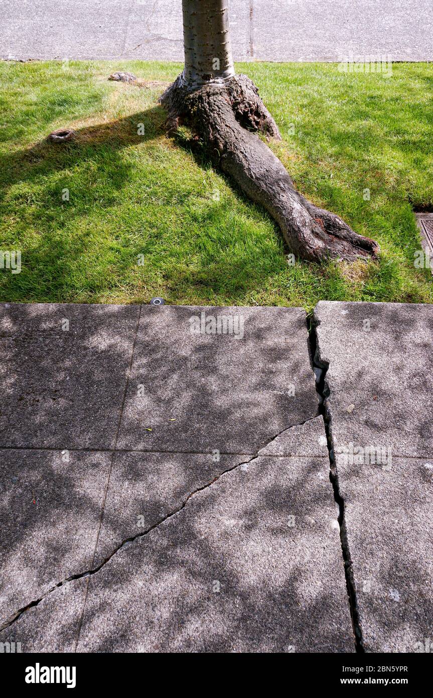 La croissance des racines des arbres cause des trottoirs de béton cassés, Seattle, Washington Banque D'Images