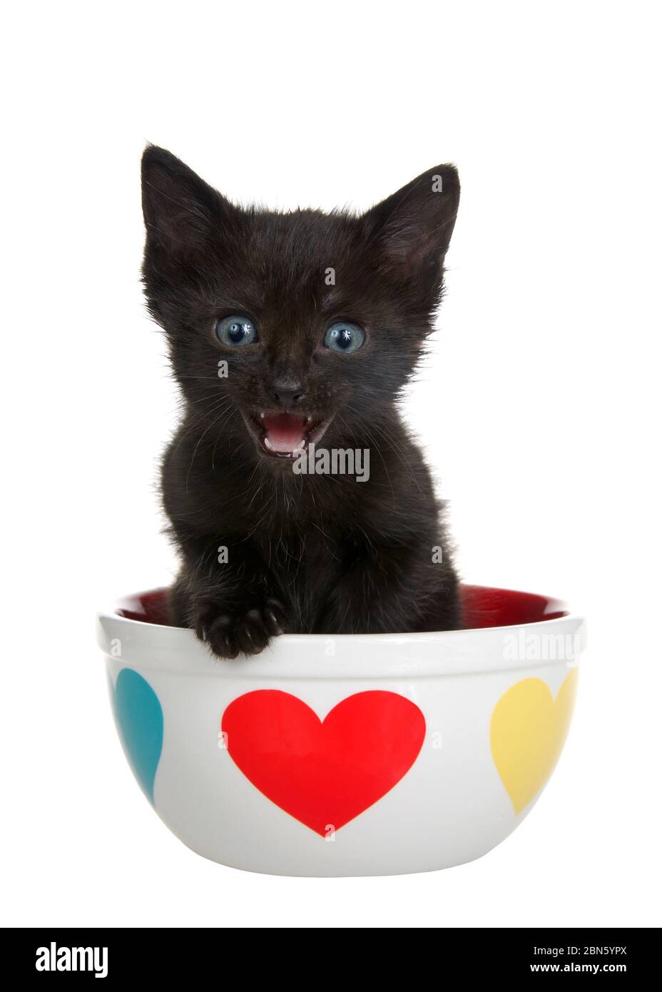 Gros plan portrait d'un adorable chaton noir avec des yeux bleus regardant directement la bouche du spectateur ouverte, assis dans un bol en porcelaine avec les coeurs sur le côté, p Banque D'Images