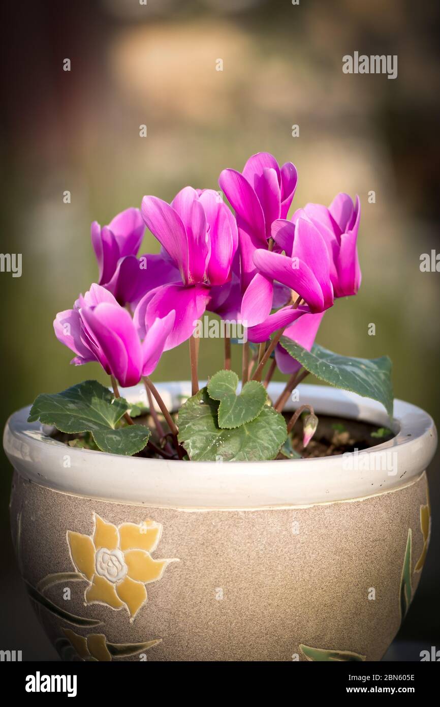 fleur de cyclamen rose dans pot de fleur d'argile avec fond vert flou Banque D'Images
