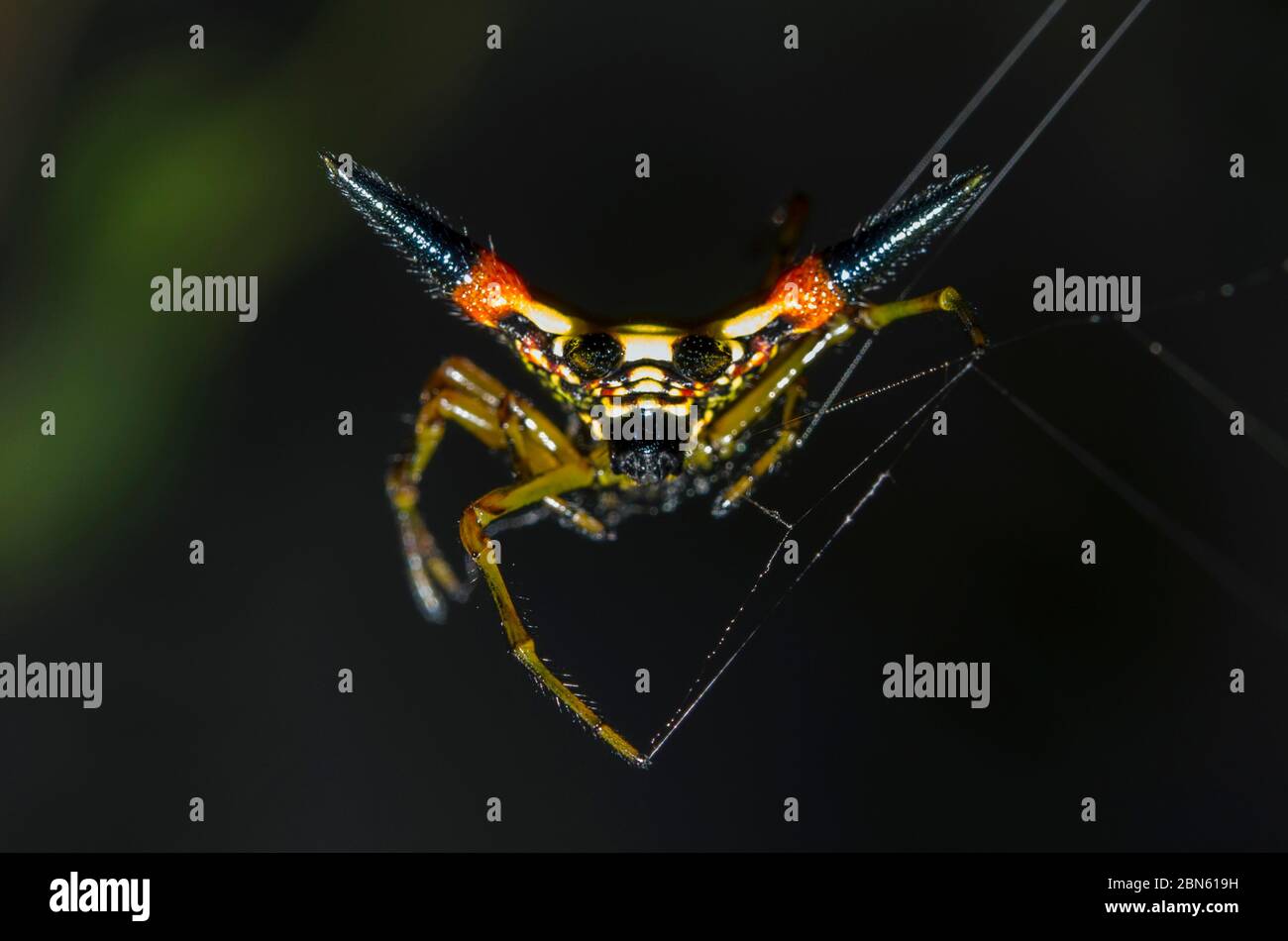 Crablike Spiny Orbweaver Spider, Gasteracantha cancriformis, sur Internet, Klungkung, Bali, Indonésie Banque D'Images
