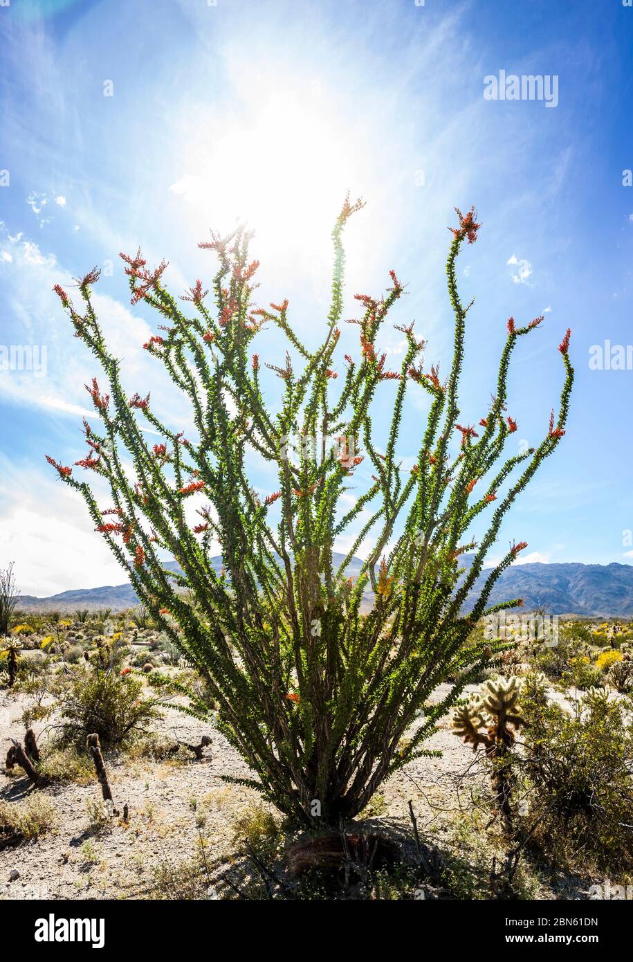 Ocotillo plante en fleur avec Anza Borrego Desert State Park en arrière-plan, Californie, Etats-Unis Banque D'Images