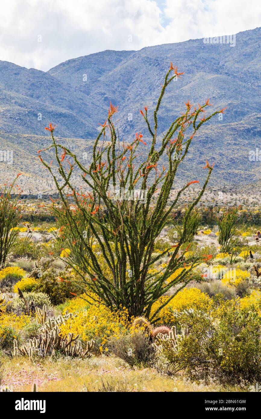 Ocotillo plante en fleur avec Anza Borrego Desert State Park en arrière-plan, Californie, Etats-Unis Banque D'Images