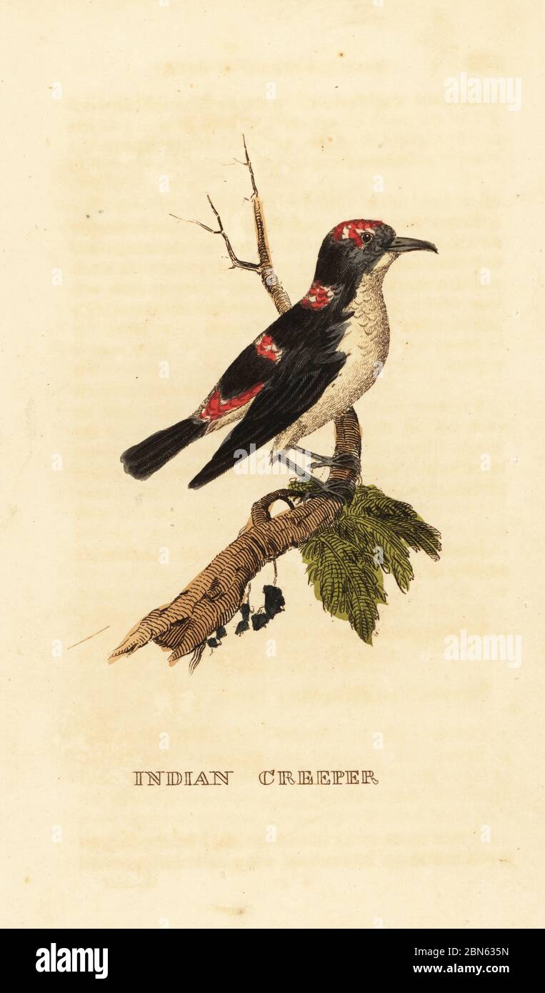 Treecreeper américain ou super-réducteur brun, Certhia americana. Super-réducteur indien. Gravure sur blocs de bois de couleur main d'après George Edwards de l'Histoire naturelle des oiseaux, publié par Brily and Childs, Bungay, Suffolk, 1815. Charles a créé une fonderie d'impression et de stéréotype à Bungay en 1795 et est entré en partenariat avec l'imprimeur radical non conformiste John Firby Childs en 1808. Banque D'Images