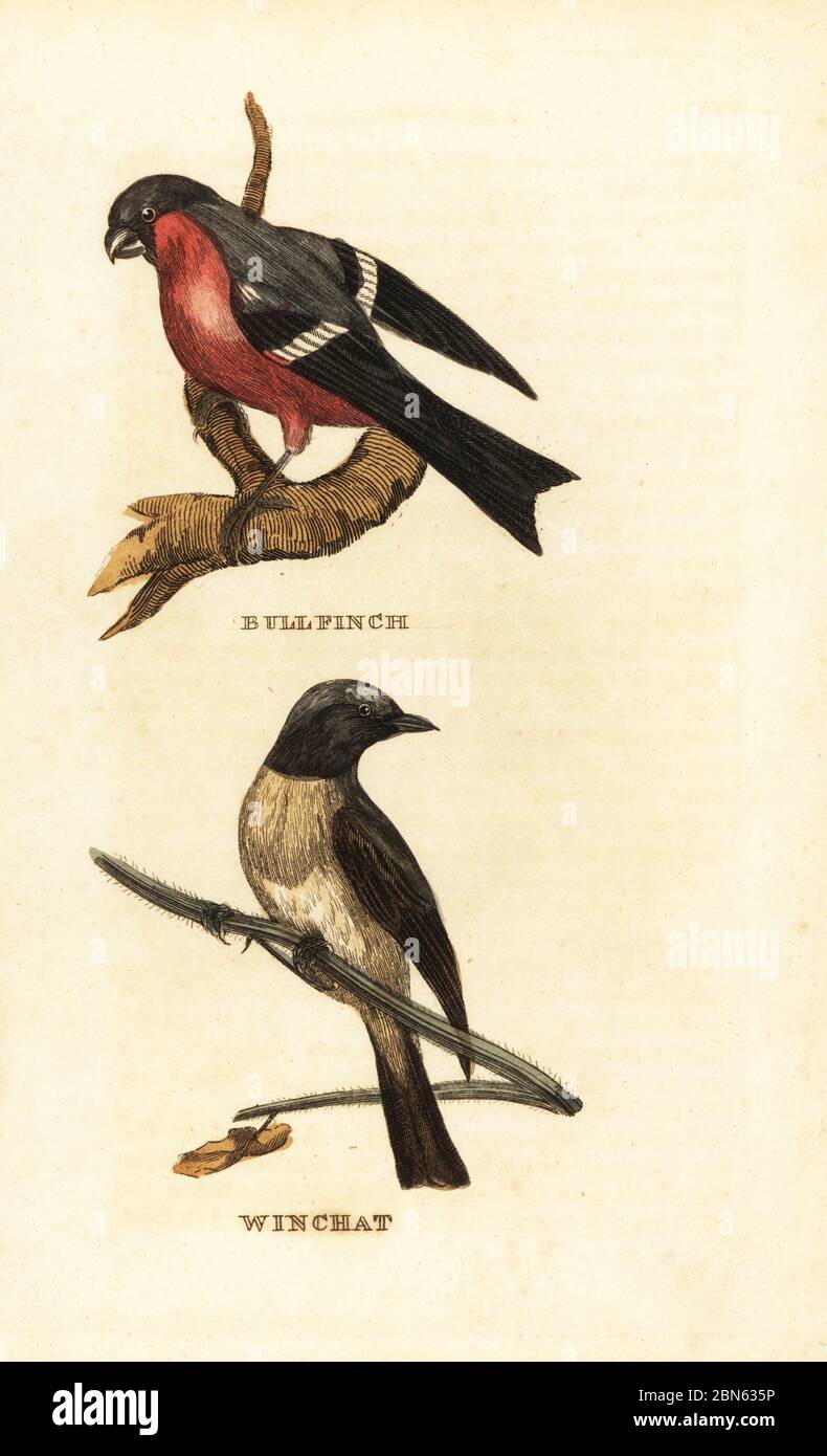 Bullfinch eurasien, Pyrrhula pyrrhula, et whinchat, Saxicola rubetra. Bullfinch et winchat. Gravure de blocs de bois de couleur main d'après Edward Donovan de l'Histoire naturelle des oiseaux, publié par Brily and Childs, Bungay, Suffolk, 1815. Charles a créé une fonderie d'impression et de stéréotype à Bungay en 1795 et est entré en partenariat avec l'imprimeur radical non conformiste John Firby Childs en 1808. Banque D'Images