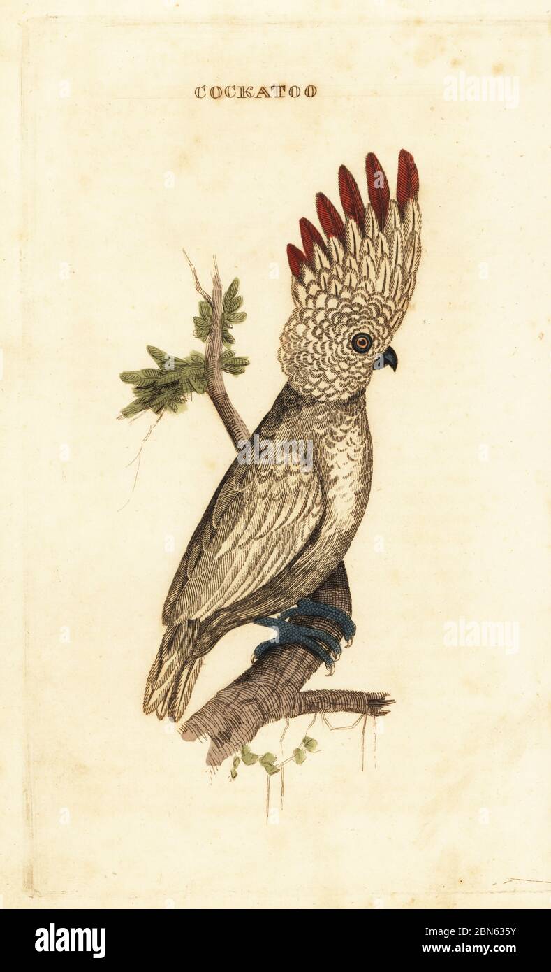 Cacatua molcensis, Cacatua, Coclatoo à crête de saumon ou Colucan. Cockatoo. Gravure de blocs de bois de couleur main d'après William Hayes, de l'Histoire naturelle des oiseaux, publié par Brily and Childs, Bungay, Suffolk, 1815. Charles a créé une fonderie d'impression et de stéréotype à Bungay en 1795 et est entré en partenariat avec l'imprimeur radical non conformiste John Firby Childs en 1808. Banque D'Images
