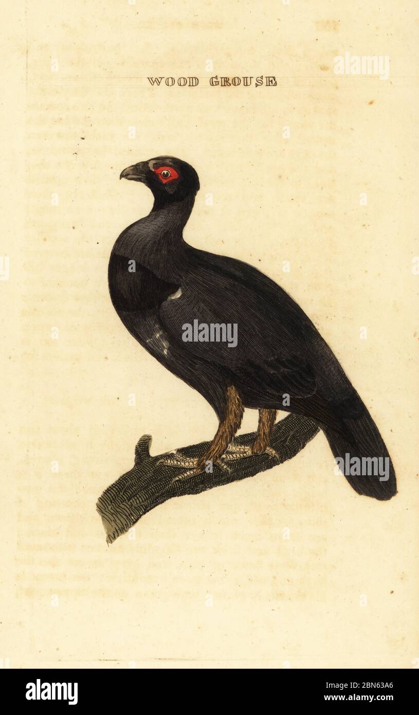 Tétrao urogallus. Gravure sur blocs de bois de couleur main de l'Histoire naturelle des oiseaux, publiée par Brily and Childs, Bungay, Suffolk, 1815. Charles a créé une fonderie d'impression et de stéréotype à Bungay en 1795 et est entré en partenariat avec l'imprimeur radical non conformiste John Firby Childs en 1808. Banque D'Images