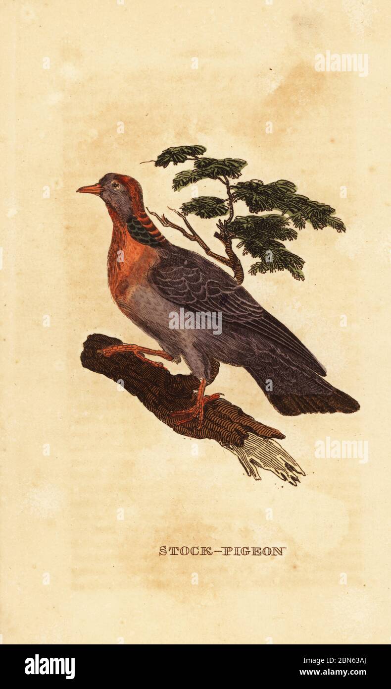 Colombe, Columba oenas. Pigeon de bouillon. Gravure sur blocs de bois de couleur main de l'Histoire naturelle des oiseaux, publiée par Brily and Childs, Bungay, Suffolk, 1815. Charles a créé une fonderie d'impression et de stéréotype à Bungay en 1795 et est entré en partenariat avec l'imprimeur radical non conformiste John Firby Childs en 1808. Banque D'Images