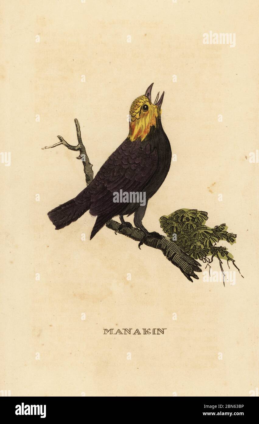 Manakin à tête dorée, Ceratopipra erythrocephala. Manakin. Gravure sur blocs de bois de couleur main de l'Histoire naturelle des oiseaux, publiée par Brily and Childs, Bungay, Suffolk, 1815. Charles a créé une fonderie d'impression et de stéréotype à Bungay en 1795 et est entré en partenariat avec l'imprimeur radical non conformiste John Firby Childs en 1808. Banque D'Images