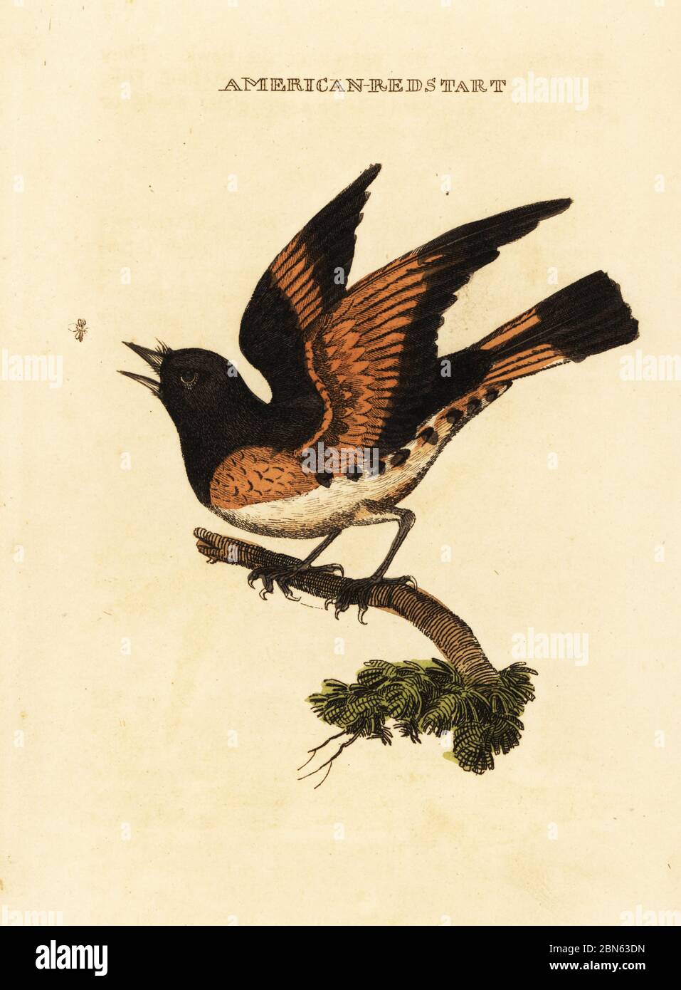 American redstart, Setophaga ruticilla. Gravure sur blocs de bois de couleur main, d'après une illustration de George Edwards de l'Histoire naturelle des oiseaux, publiée par Brily and Childs, Bungay, Suffolk, 1815. Charles a créé une fonderie d'impression et de stéréotype à Bungay en 1795 et est entré en partenariat avec l'imprimeur radical non conformiste John Firby Childs en 1808. Banque D'Images