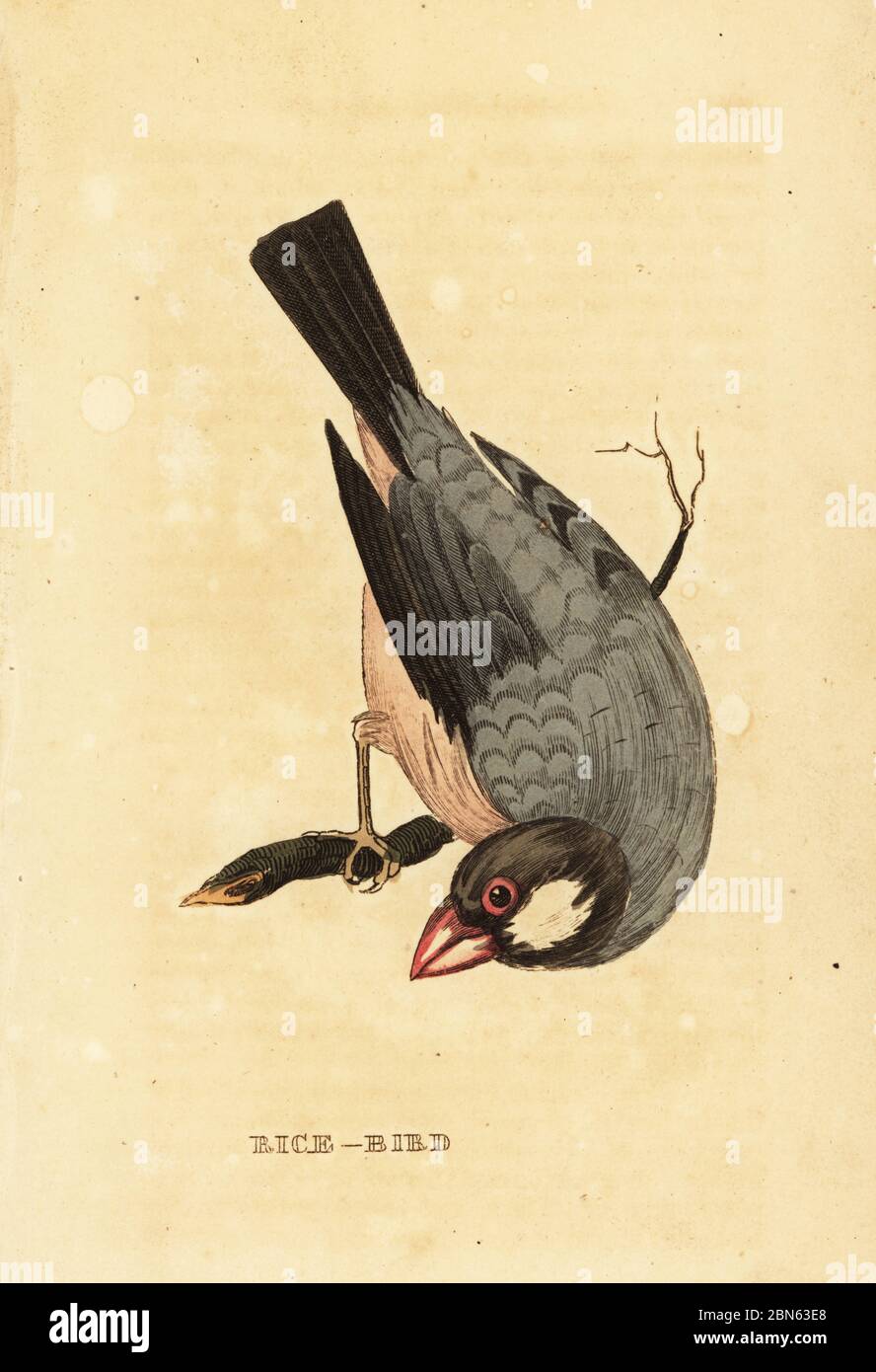 Java Sparrow, Lonchura oryzivora. En danger. Oiseau de riz. Gravure sur blocs de bois de couleur main de l'Histoire naturelle des oiseaux, publiée par Brily and Childs, Bungay, Suffolk, 1815. Charles a créé une fonderie d'impression et de stéréotype à Bungay en 1795 et est entré en partenariat avec l'imprimeur radical non conformiste John Firby Childs en 1808. Banque D'Images