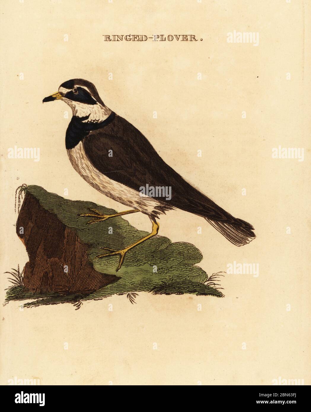 Tremplette annelé, Charadrius hiaticula. Pluvier annelé. Gravure sur blocs de bois de couleur main, d'après une illustration d'Edward Donovan de l'Histoire naturelle des oiseaux, publiée par Brily and Childs, Bungay, Suffolk, 1815. Charles a créé une fonderie d'impression et de stéréotype à Bungay en 1795 et est entré en partenariat avec l'imprimeur radical non conformiste John Firby Childs en 1808. Banque D'Images