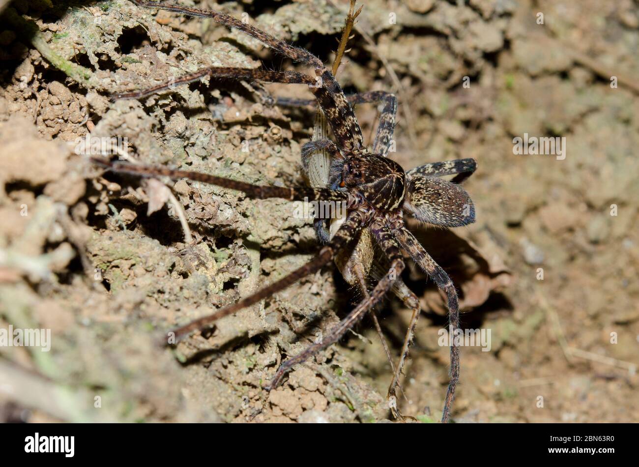 Brown Huntsman Spider, Heteropoda sp, avec Cricket nymphe, famille des Gryllidae, Klungkung, Bali, Indonésie Banque D'Images