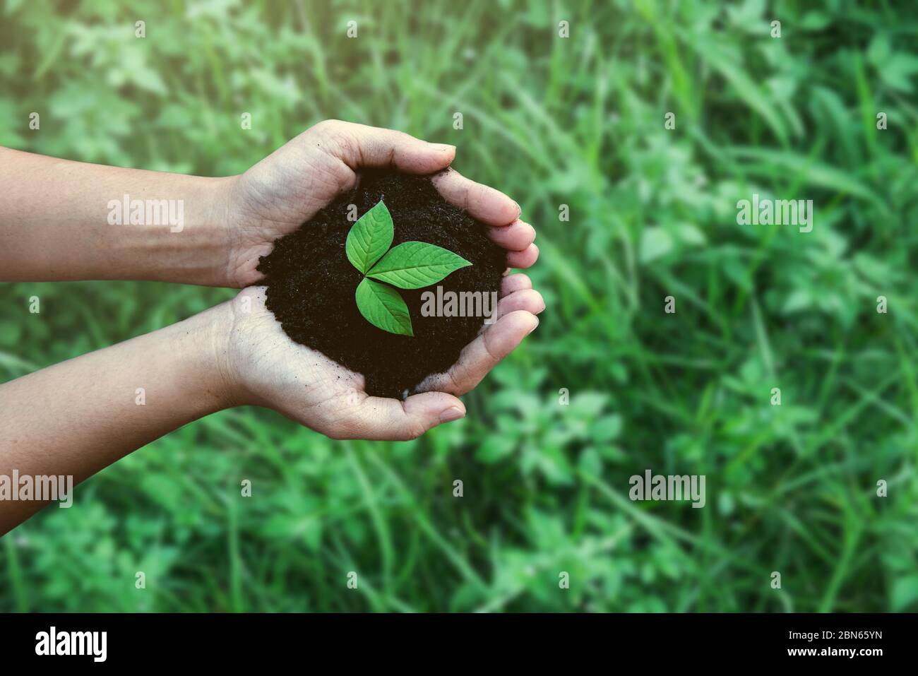 Sauver la nature Concept, part avec arbre, sauver la Terre, le vert de  l'environnement, l'arrière-plan flou d'une journée Photo Stock - Alamy