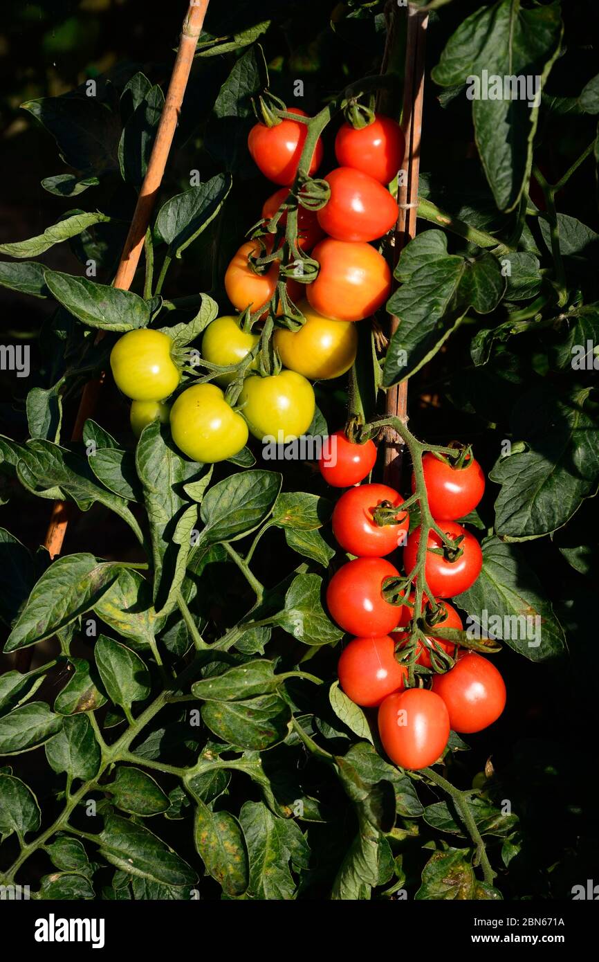 Le Mountain Magic variété de tomates mûrir sur la vigne, UK Banque D'Images