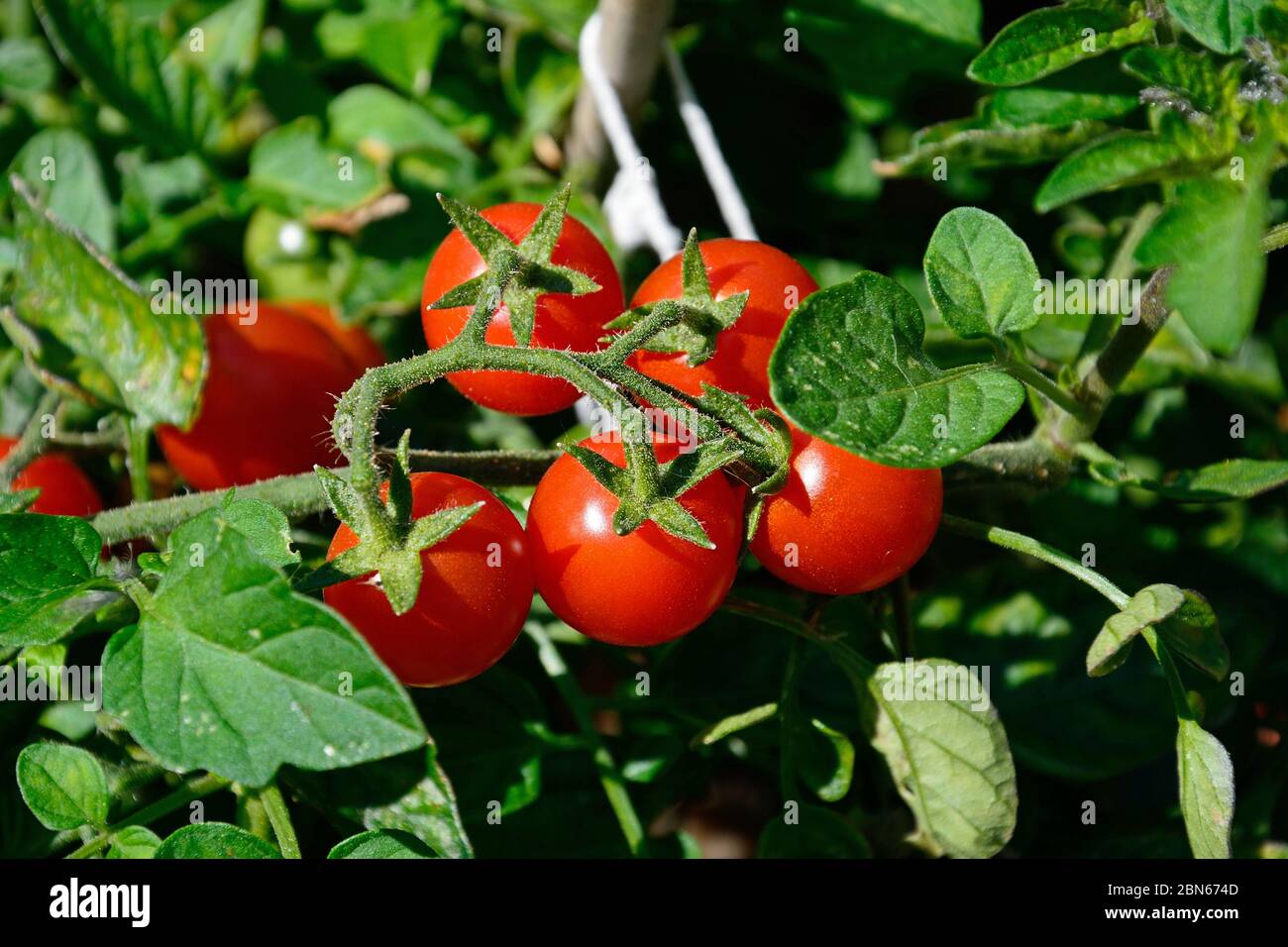 Tomates rouges mûres Losetto poussant sur la vigne, Royaume-Uni. Banque D'Images