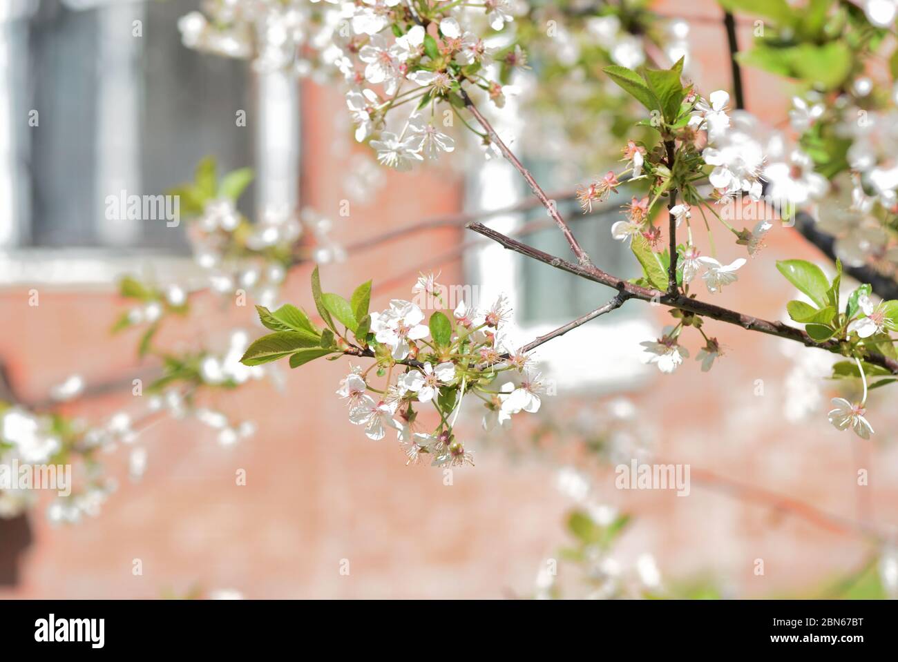 Magnifique cerisier fleuri sur un gros plan ensoleillé le jour du printemps. Fond naturel Banque D'Images