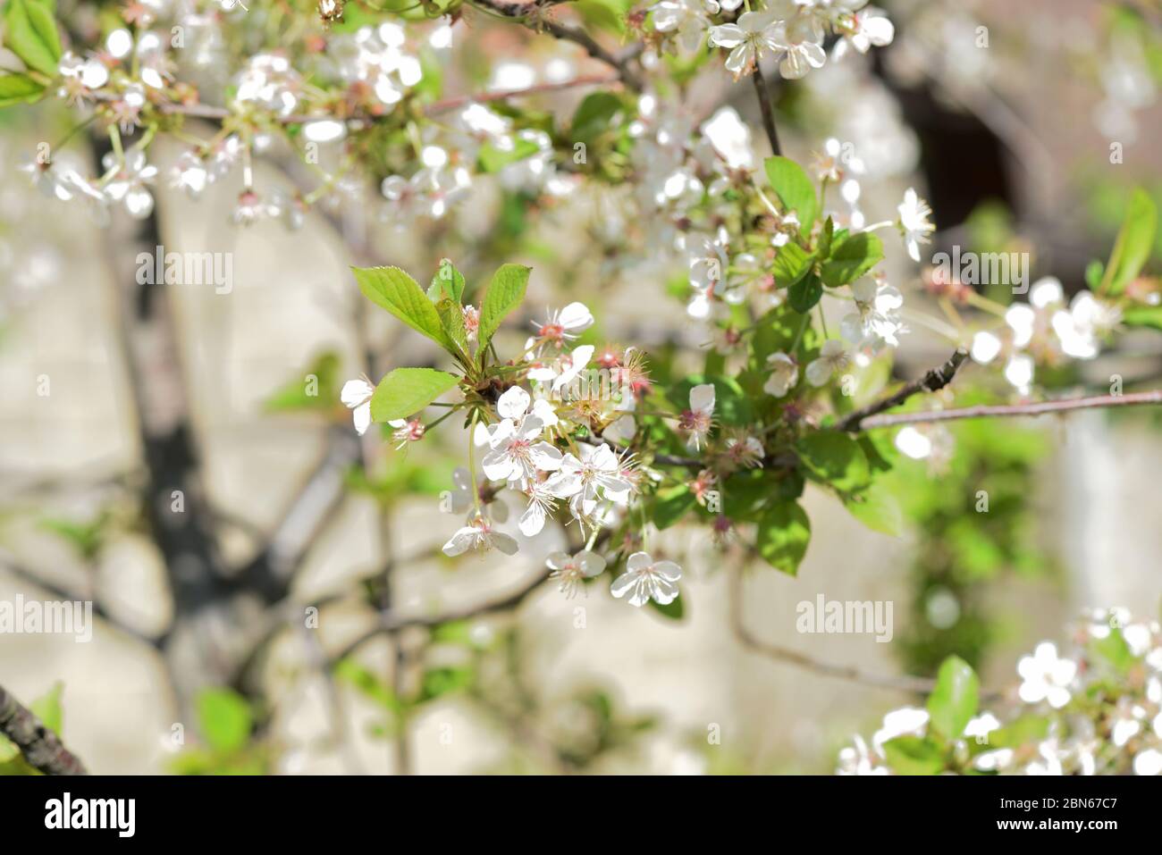 Magnifique cerisier fleuri sur un gros plan ensoleillé le jour du printemps. Fond naturel Banque D'Images