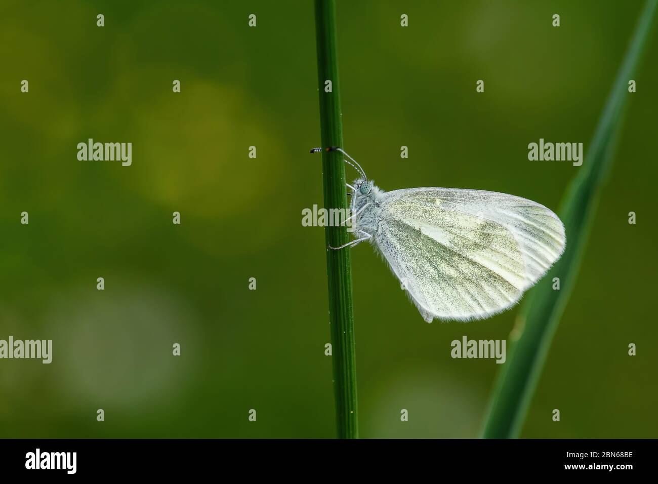 Bois cryptique blanc - Leptidea juvernica, petit papillon blanc commun provenant de prés et jardins européens, Zlin, République tchèque. Banque D'Images
