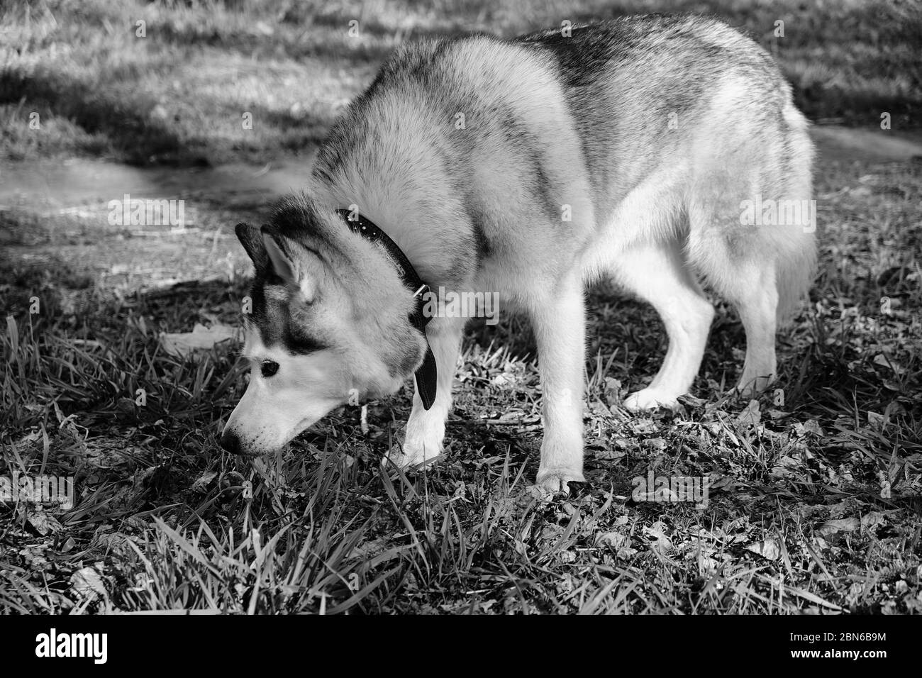 Chien Husky dans une photo noir et blanc Banque D'Images