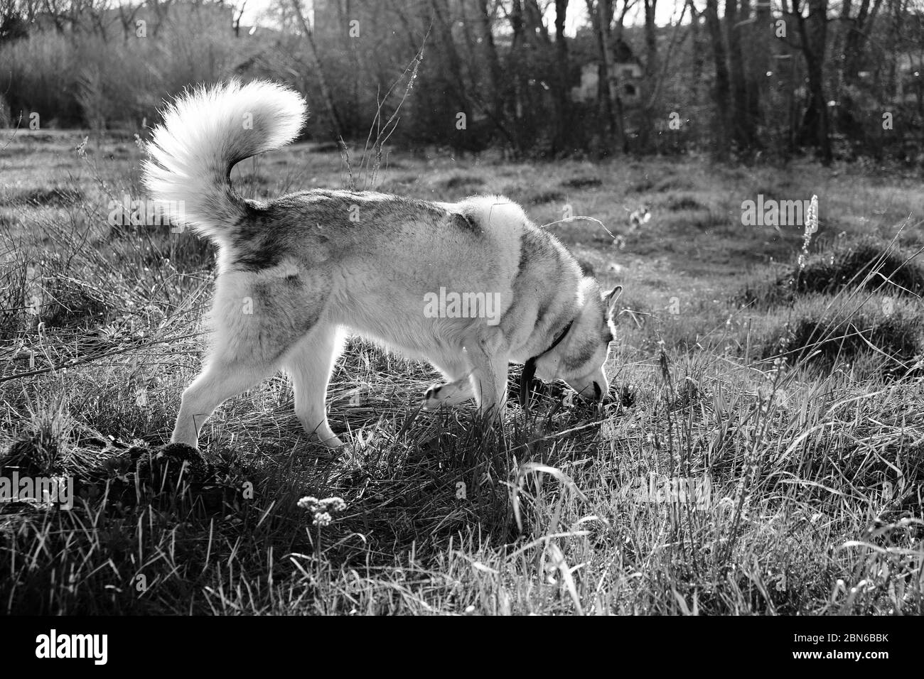Chien Husky dans une photo noir et blanc Banque D'Images