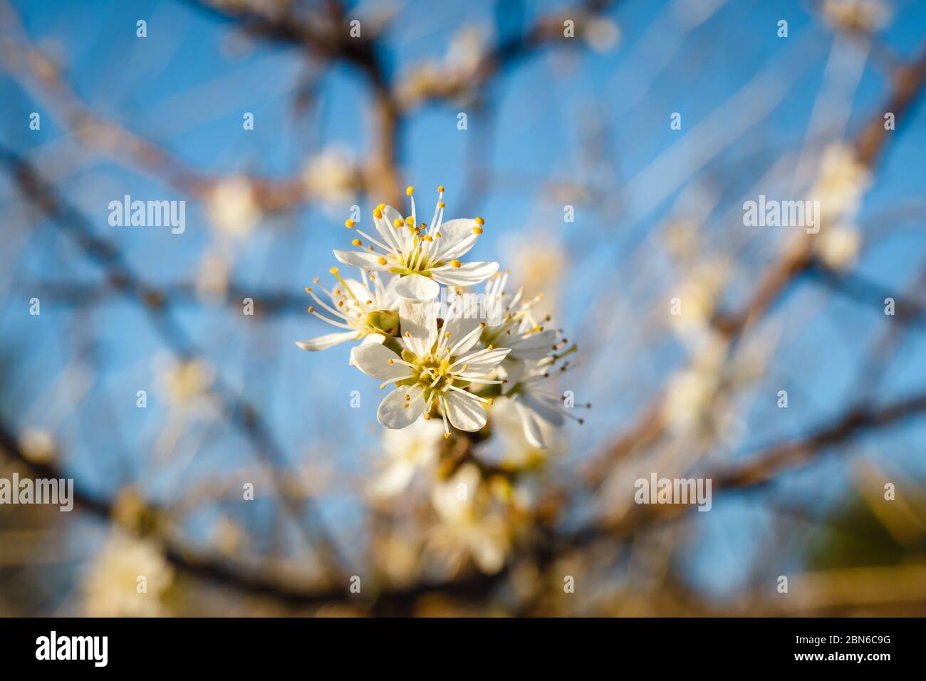 Fleur d'aubépine sur arbre, gros plan Banque D'Images