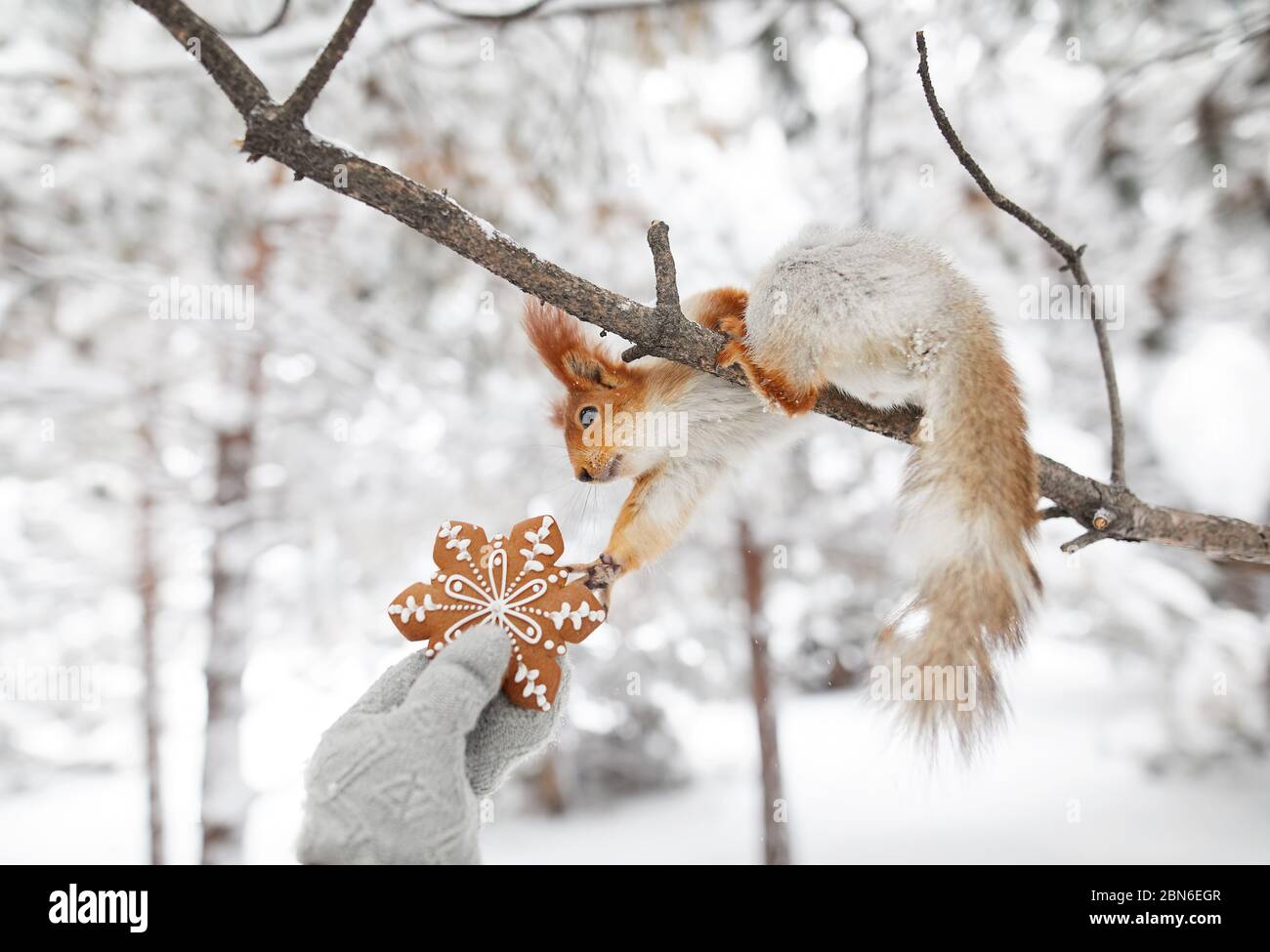 Jeune fille donnant à pain d'épices écureuil drôle dans la forêt la neige sur l'époque de Noël Banque D'Images