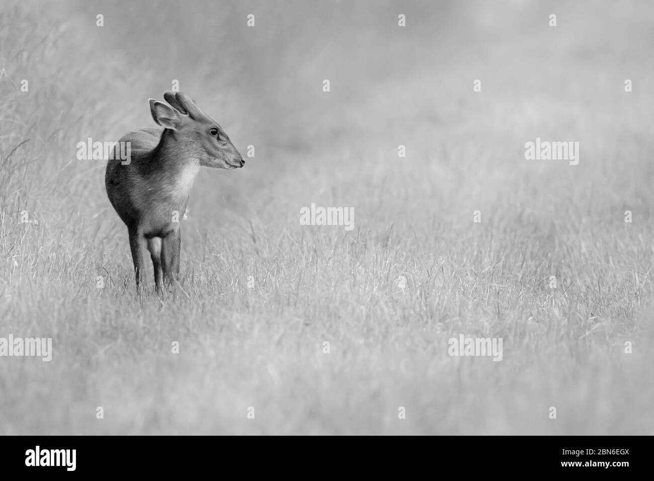 Jeune cerf muntjac sauvage seul dans un paysage rural naturel. Portrait d'un animal noir et blanc en gros plan dans un champ d'herbe. Également connu sous le nom de cerf de barque Banque D'Images