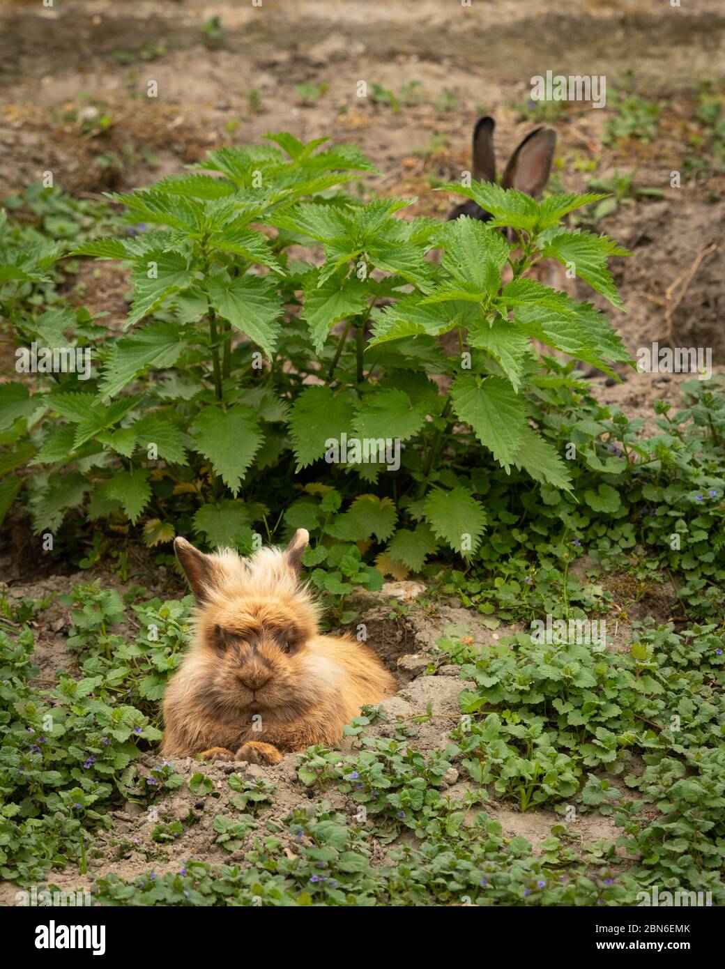 Un mignon lapin nain brun (lions head) reposant dans l'herbe Banque D'Images