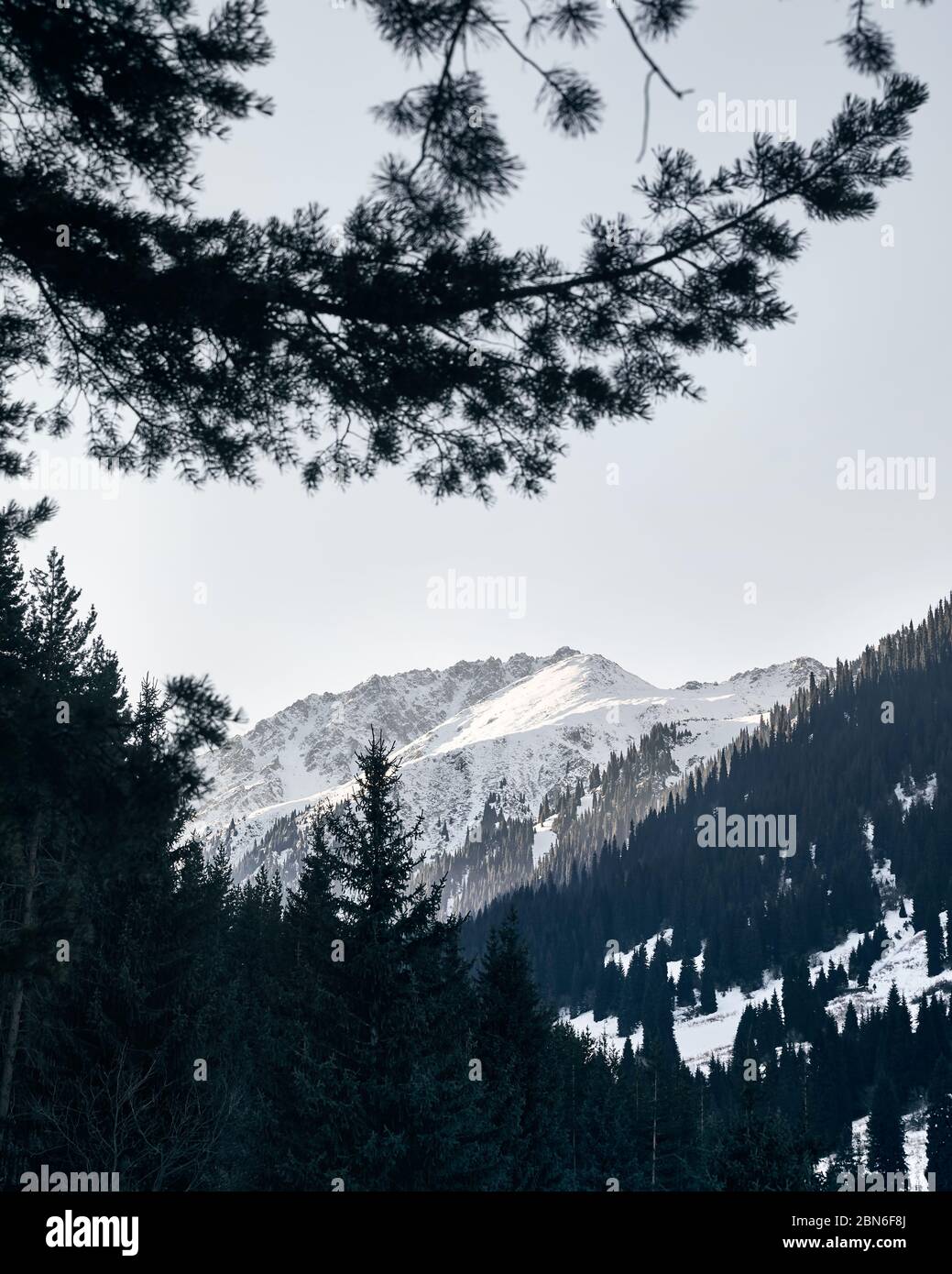 Forêt de sapins et de montagnes avec de la neige en hiver au Kazakhstan Banque D'Images